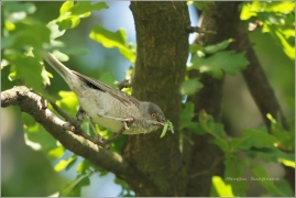 <p>PĚNICE VLAŠSKÁ (Sylvia nisoria) /Berred warbler - Sperbergerasmücke/</p>